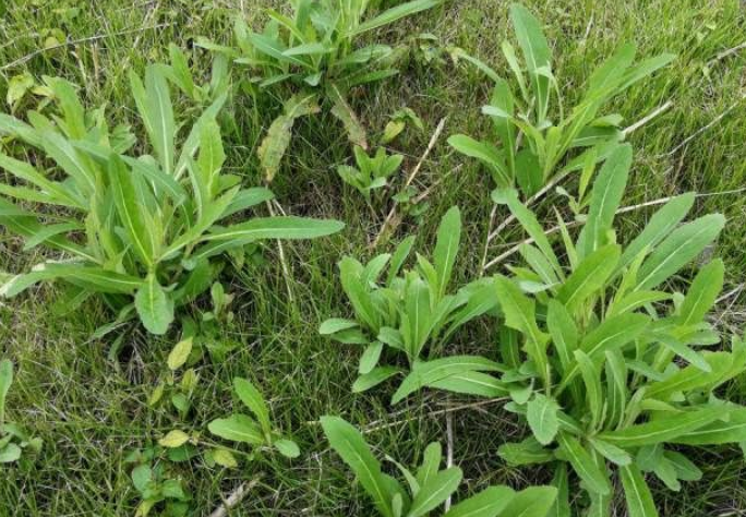 农村一种被称为奶浆草的植物富含多种营养可却快被挖绝了