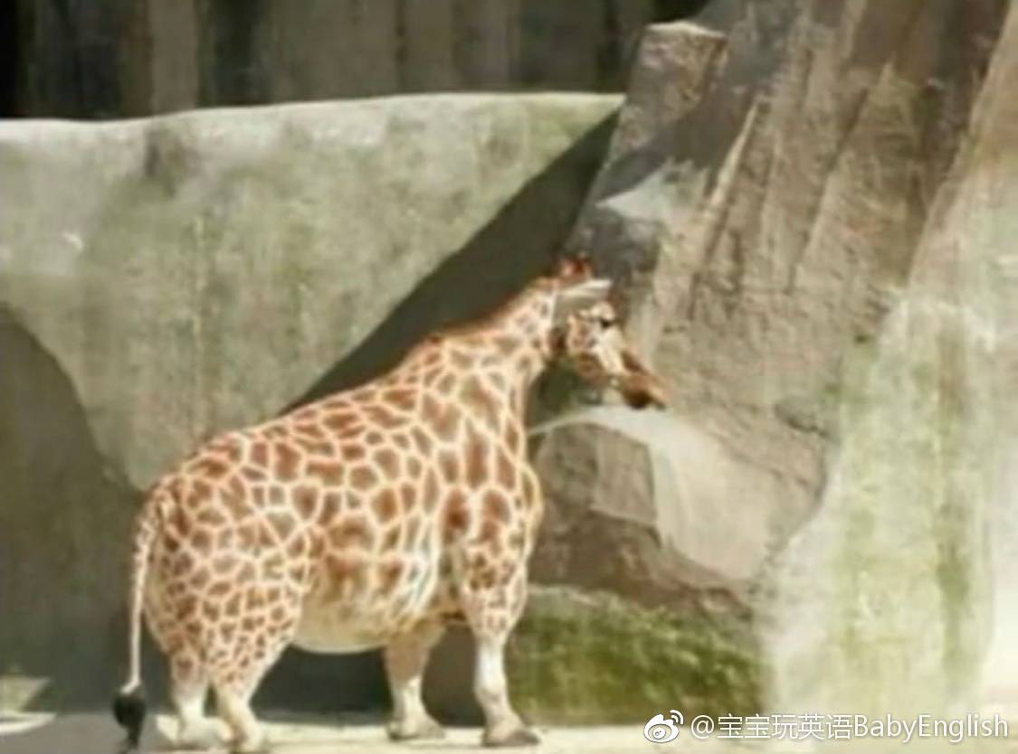 如果动物没有脖子?长颈鹿变成了短颈鹿