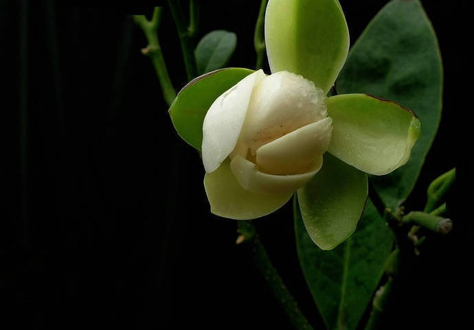 夜合花开香满庭 盼得月儿照上梢