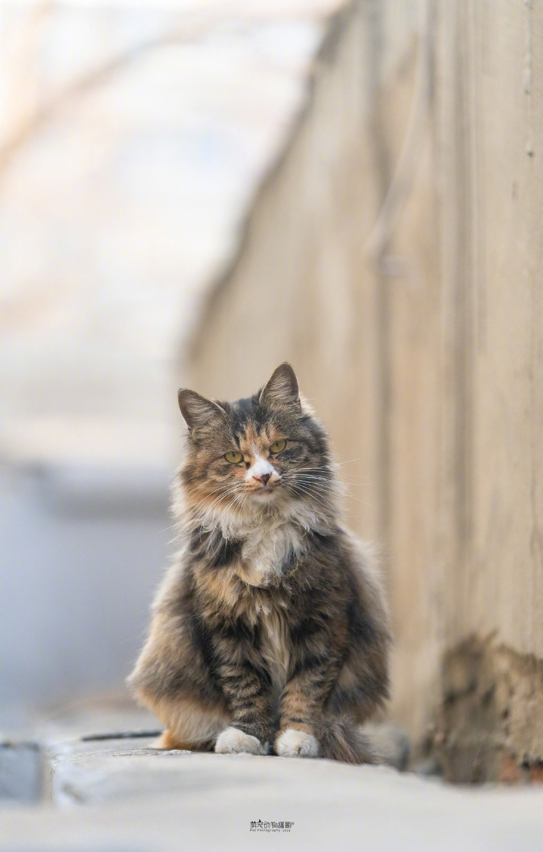 绝对傲娇 @萌宠动物摄影