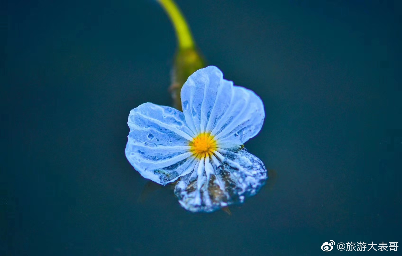 这段时间,泸沽湖的海藻花大批盛开,湖面成了"花海"