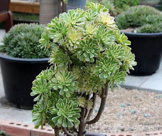 30种多肉老桩,个头大颜色还鲜艳,看完全都想搬回家!