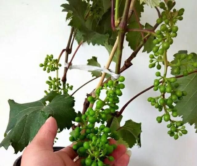 盆栽葡萄的栽种方法
