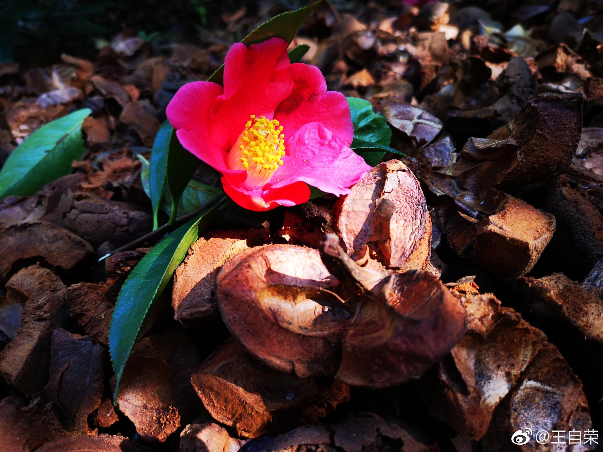没听奥巴马的新歌,来凤庆县洛党镇琼岳村看云南野山茶