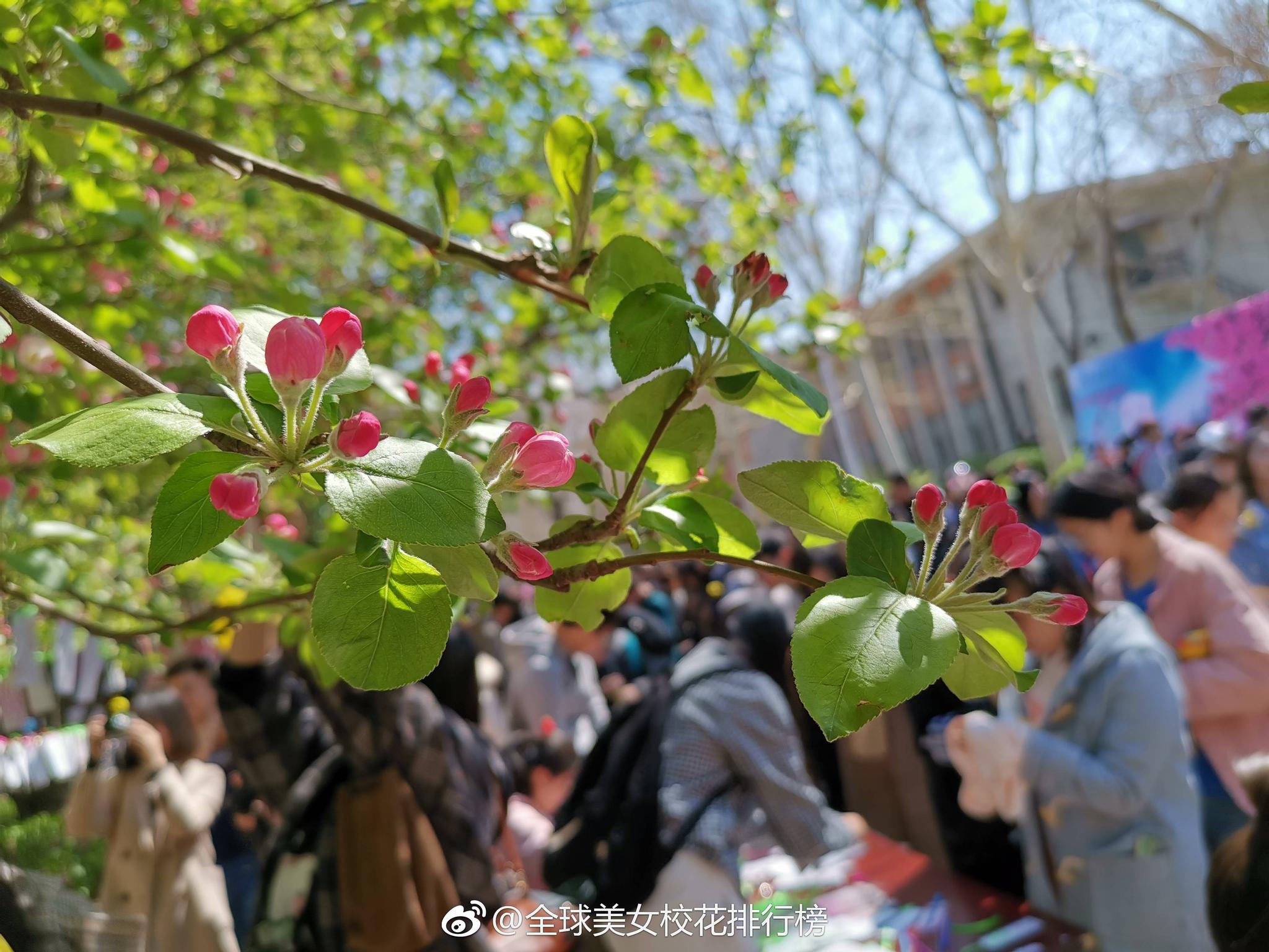 天津大学海棠花 @中国国家地理 @天津大学学生会 @天津大学 @头条