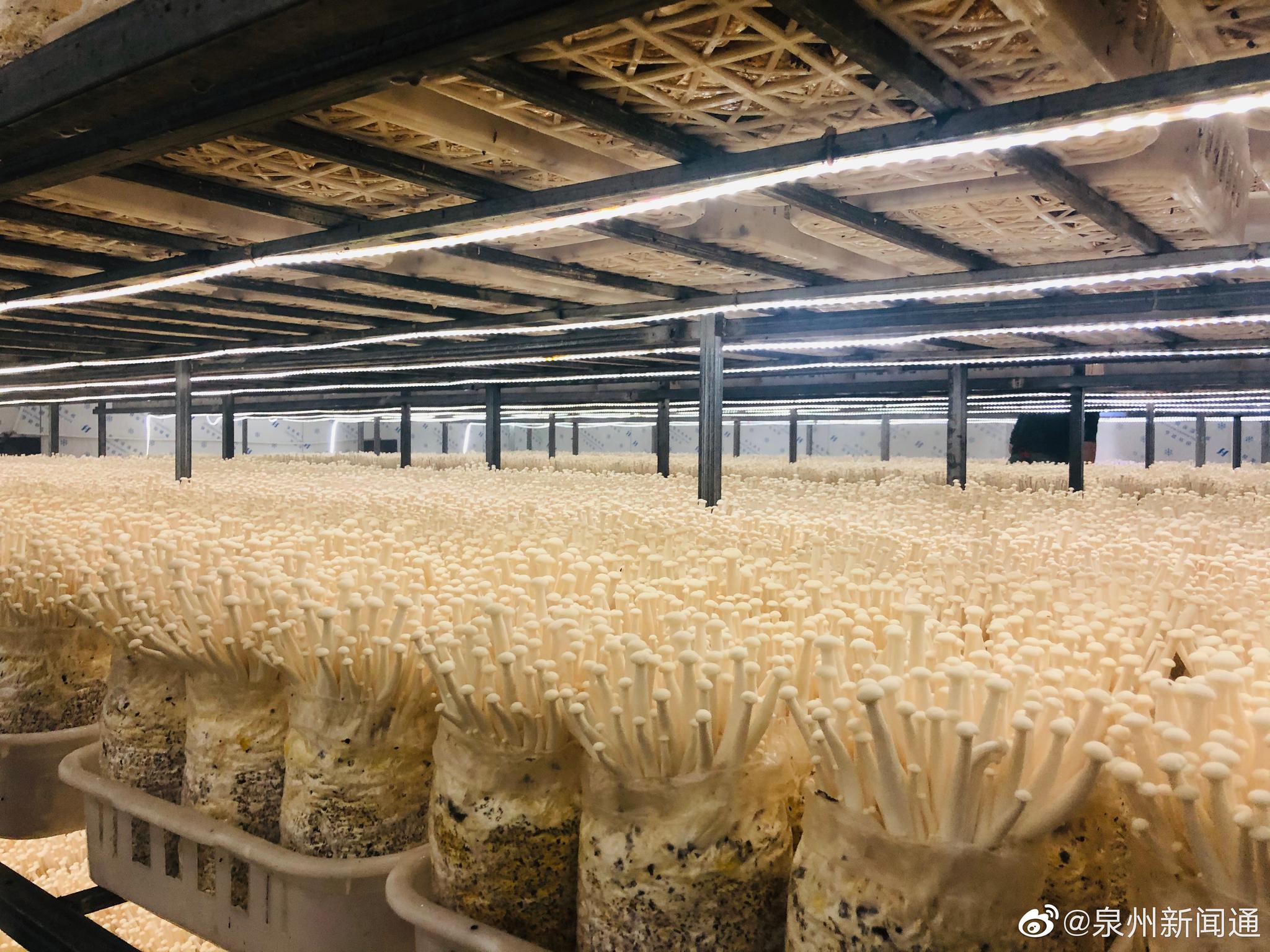 宁德市古田县是食用菌生产大县,也是全国最大的食用菌集散地