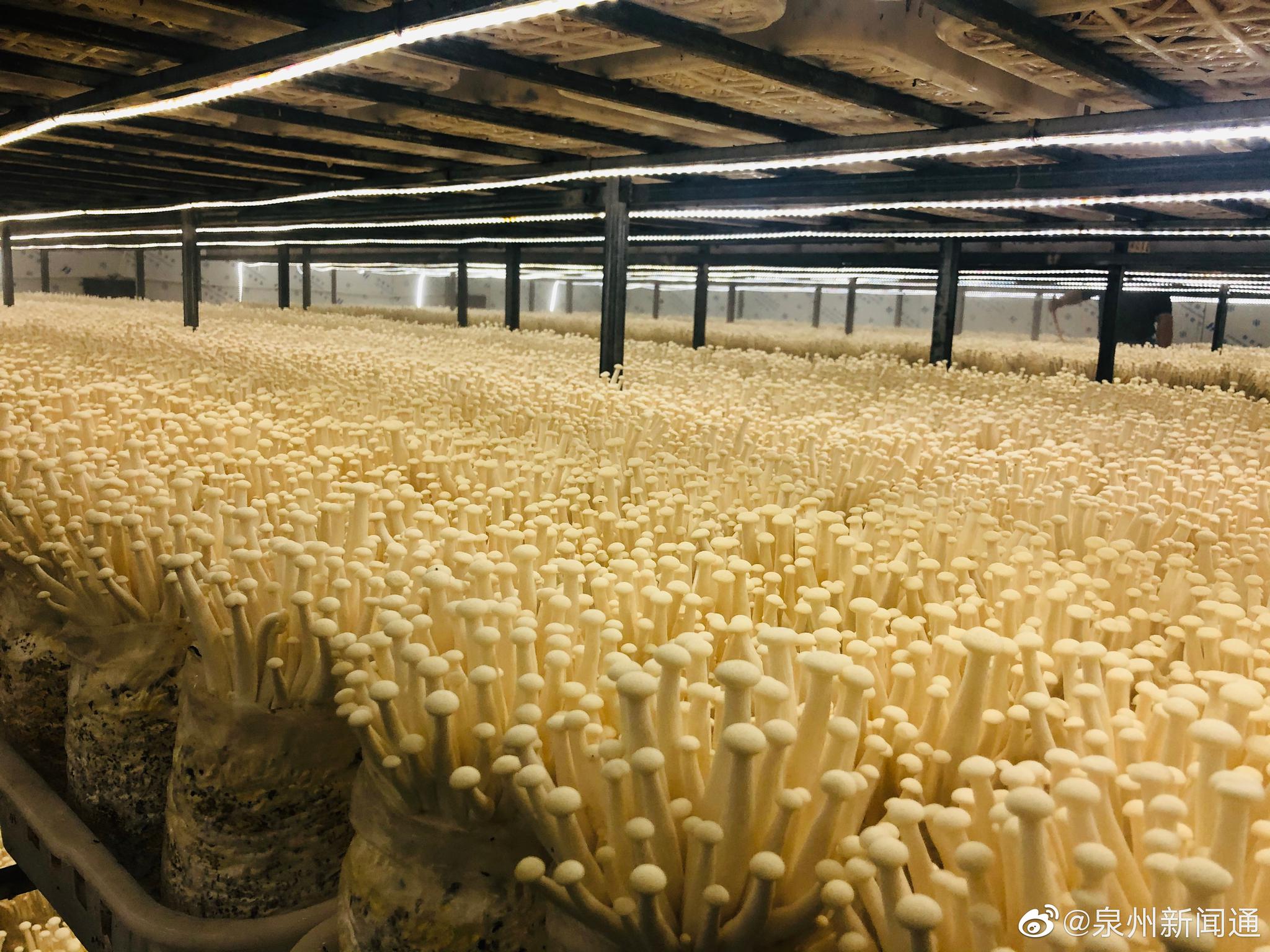 宁德市古田县是食用菌生产大县,也是全国最大的食用菌集散地