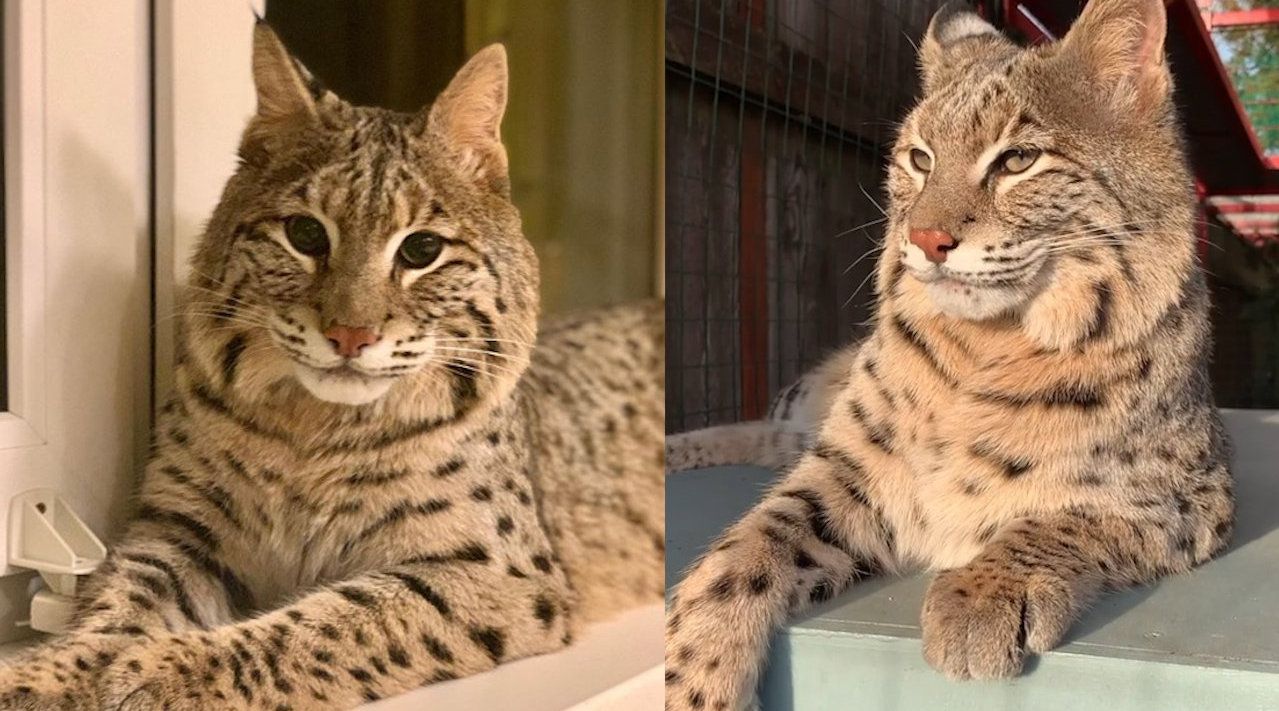 战斗民族养的短尾猫yasha,威猛英姿中又带着一点点呆萌,可爱