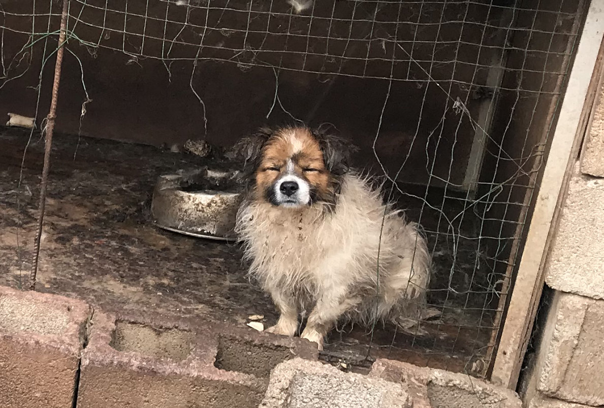 探访丽江流浪狗收容这些现状让人揪心