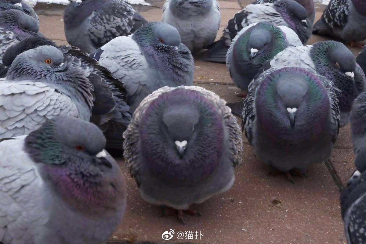 日本网友拍到的鸽子,一个个都圆咕咕,像极了放假在家的我