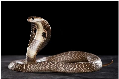 福特野马眼镜蛇多少钱 福特野马GT500性能表现怎么样