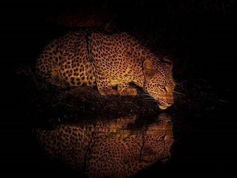 锦衣夜行txt下载