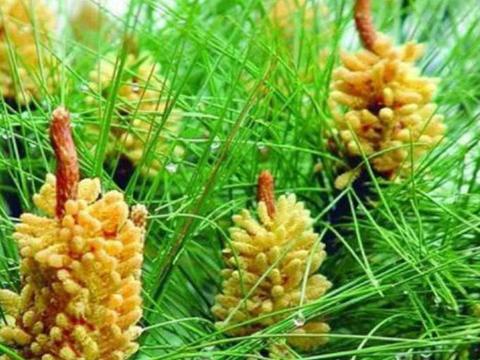 黄澄澄的松花粉清香细腻 营养价值高 吃过的人都不敢小瞧它
