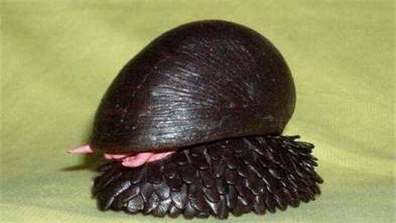 世界上最强的蜗牛外壳用军刀都划不破有磁性可以互相吸引