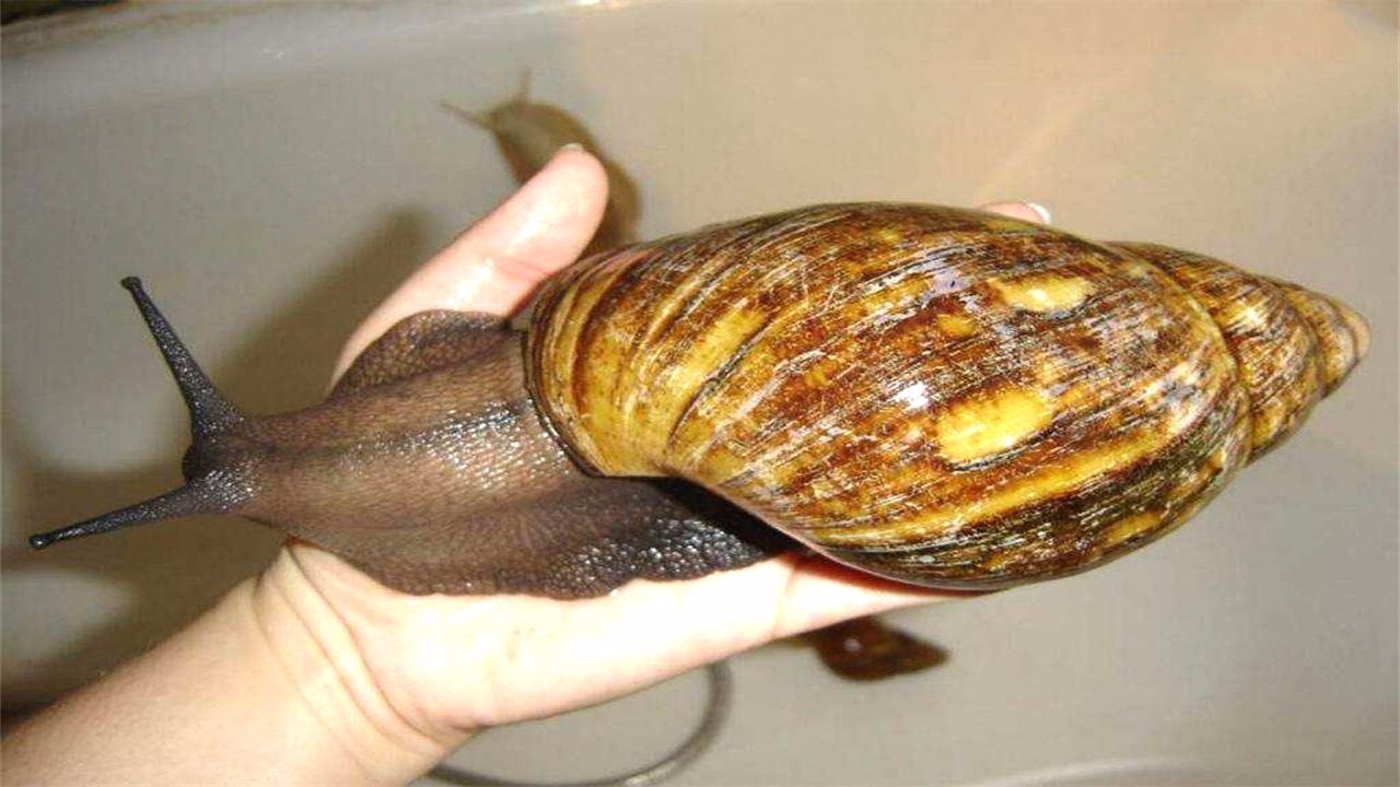 中国四大外来物种,中国吃货竟束手无策,是什么物种这么厉害