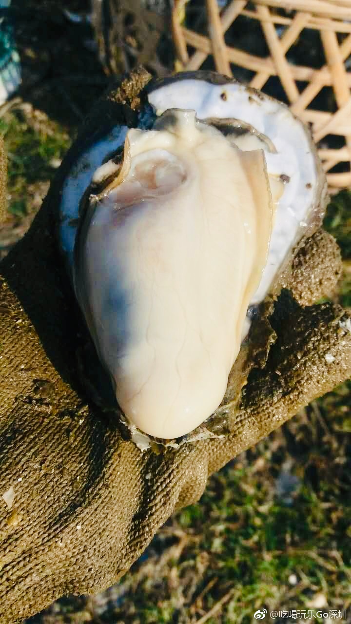 汕尾市城区首届晨洲蚝美食文化节倒计时两天
