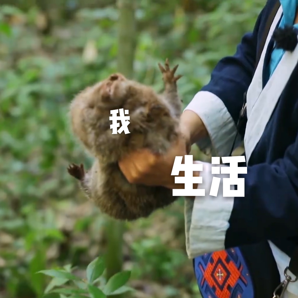 竹鼠很可爱啊,之前肖战说过自己喜欢的大老鼠表情包就是竹鼠的……  0