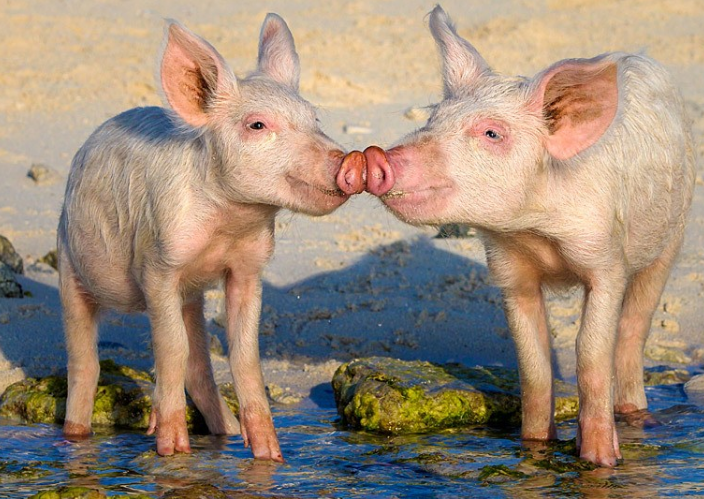 世界上有个可爱的猪岛走红后因游客不文明行为快要消失