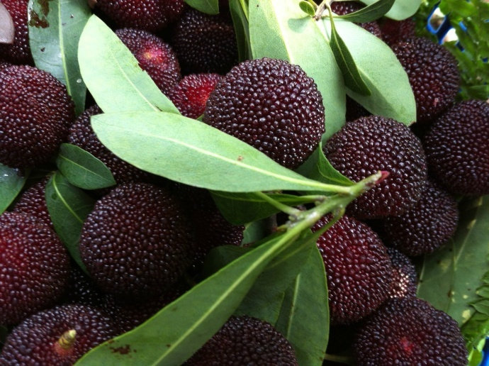 接下来一个月最期待的事,就是宁波杨梅上市