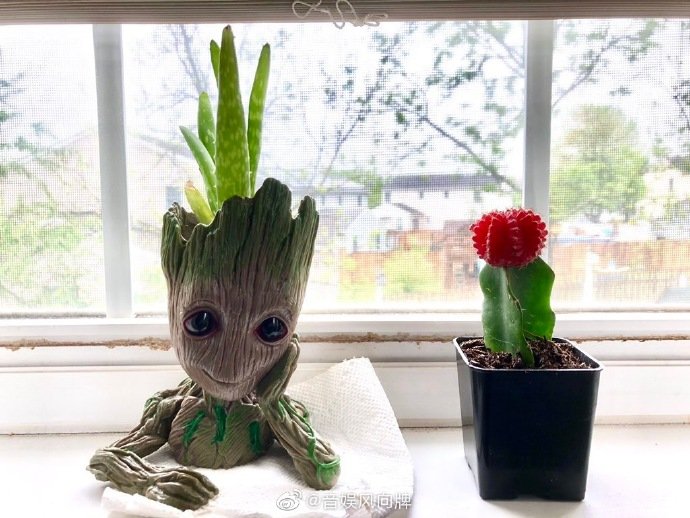 复联4里的树人格鲁特groot盆栽太可爱了吧买他买他买他