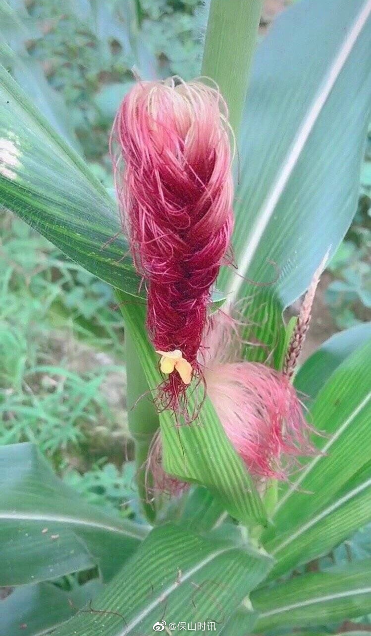 没准你的头发还没玉米须好看呢