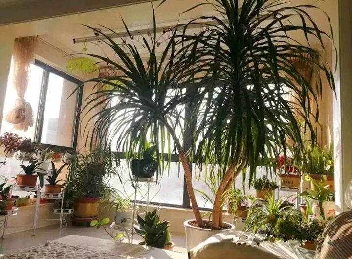 龙血树的长相比较霸气,名字也霸气,光光的枝干顶部长满细长的叶子,有