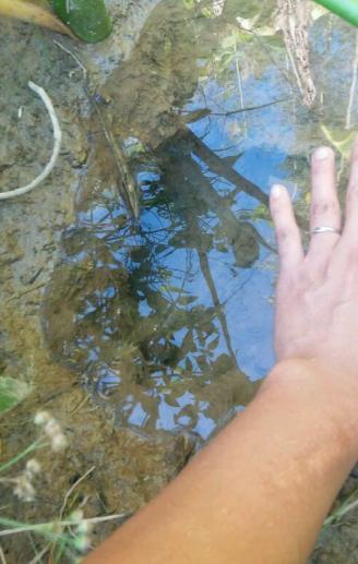 房后池塘找到大洞，擒获一巨型野生黄鳝