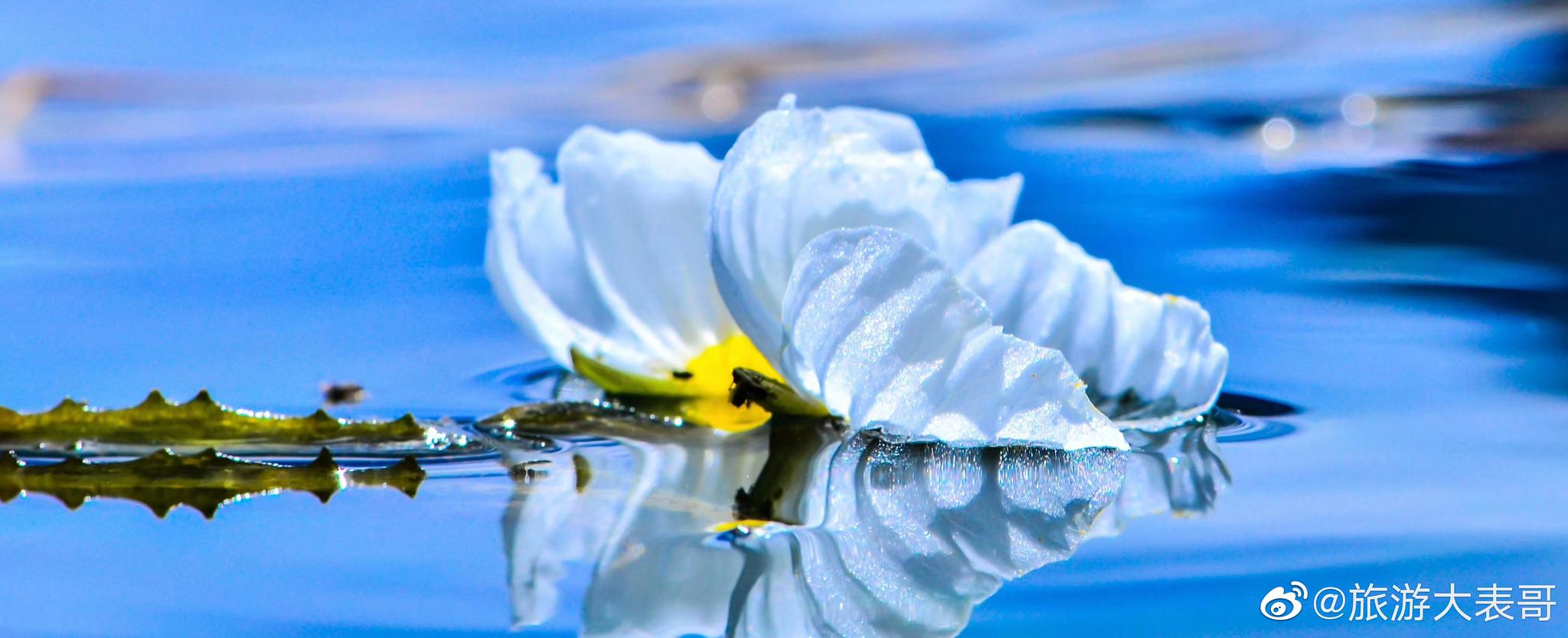 这段时间,泸沽湖的海藻花大批盛开,湖面成了"花海"