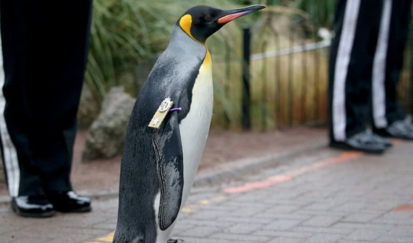 挪威|企鹅|国宝_新浪新闻