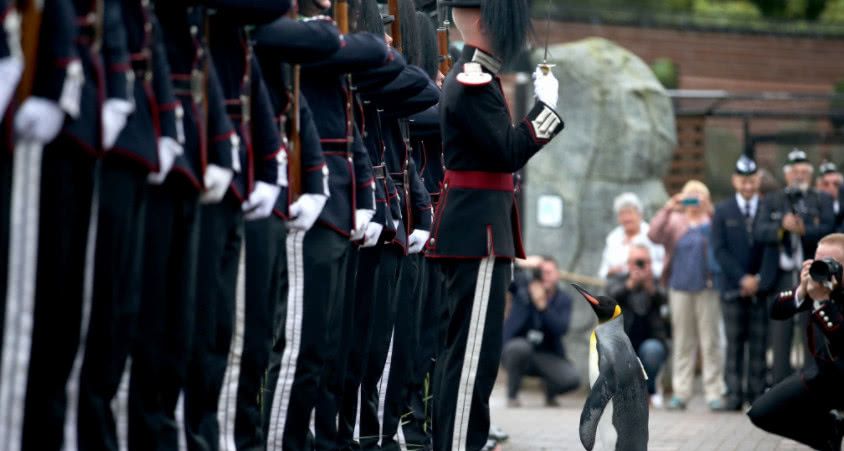 敬礼之后,他的表情显得更加严肃了,走路也更加威风,不愧是企鹅中的
