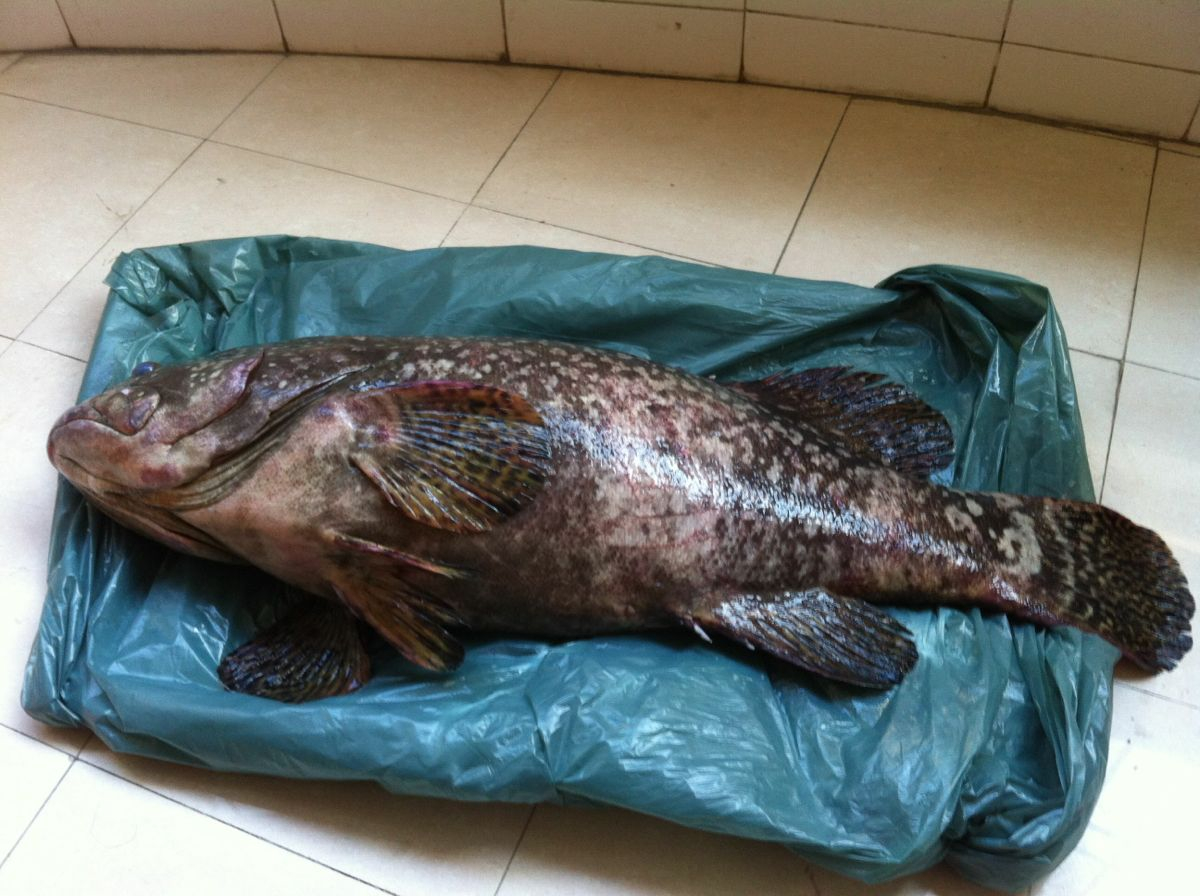 堪比海鲜的鱼因为个头太小而没人吃如今却很值钱