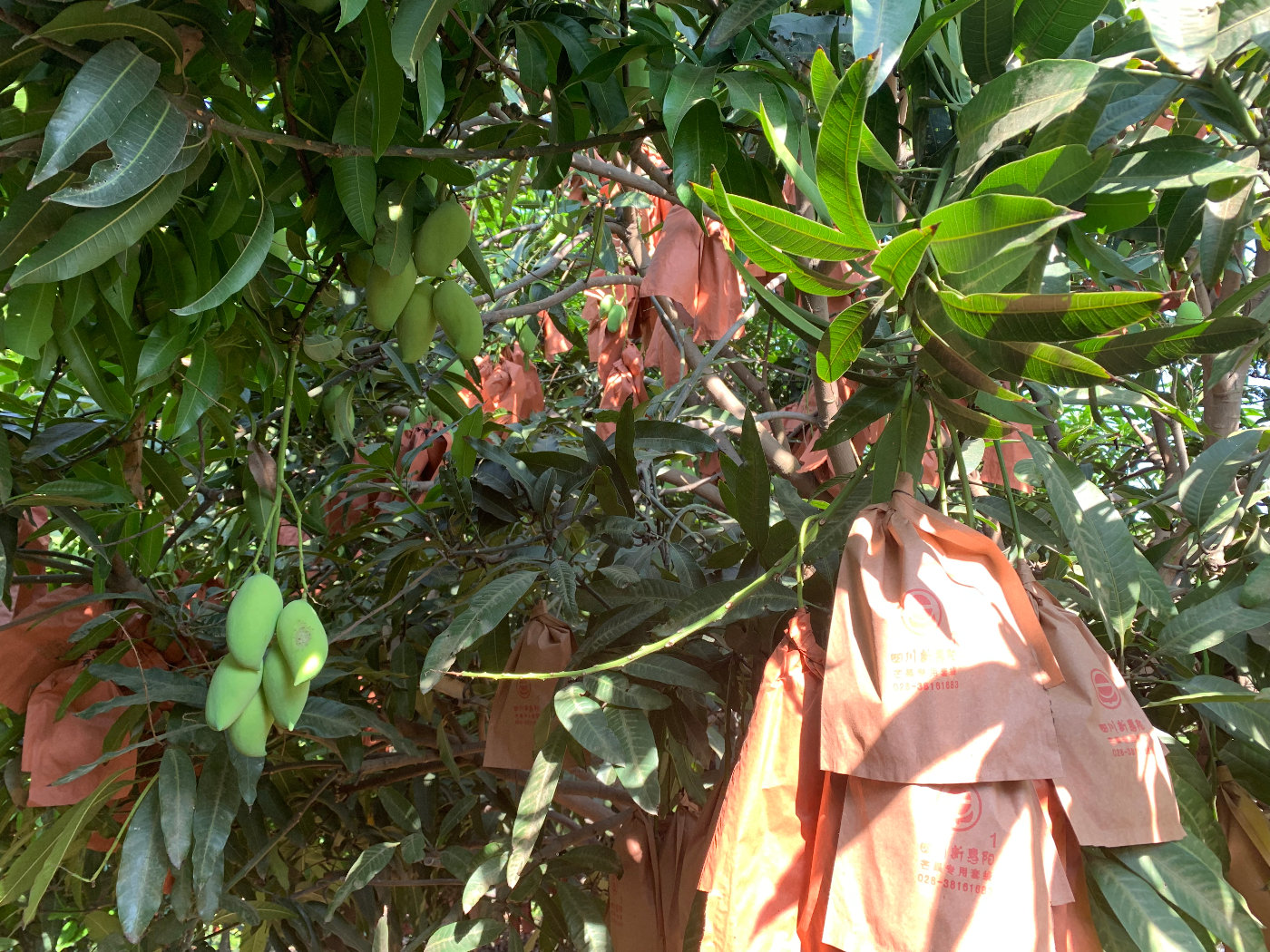 88棵鹰嘴芒果树 年收产9.3万元 ,华坪果农乐开花!