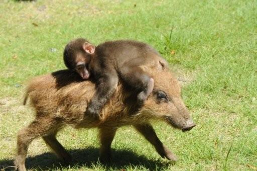 骑野猪的小猴子从动物园里越狱逃跑了