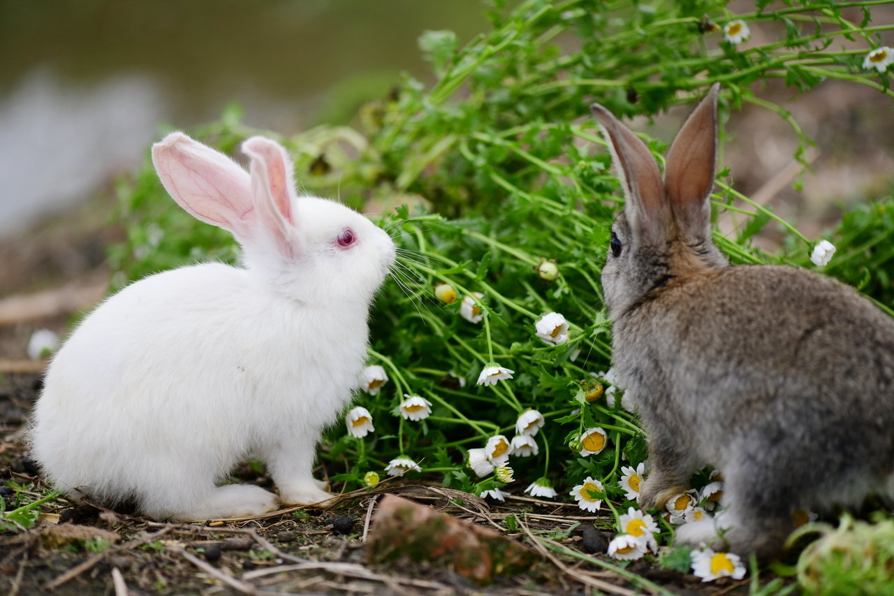 太可爱了! 花园里的白晶菊长得太茂盛,拔了去给农场的兔子岛