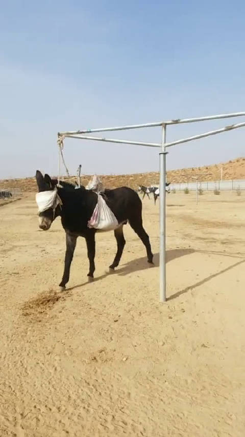 驴:天天拿我做反面教材,我被拴住了我特么有办法?