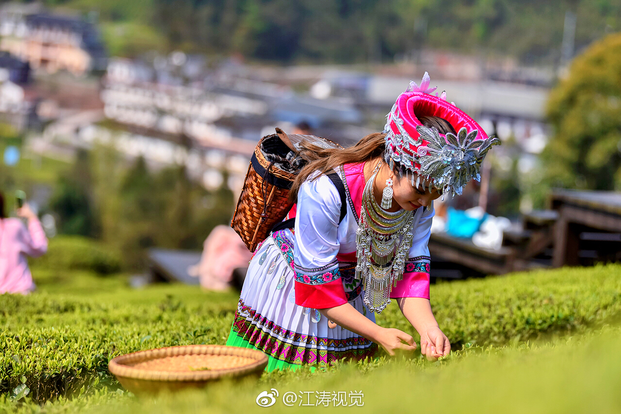 恩施宣恩县伍家台贡茶文化旅游区是一处集生态观光、贡茶文化体验、悠|贡茶|伍家台|宣恩县_新浪新闻