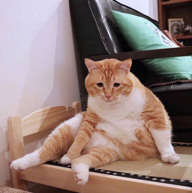 "生活不易,猫猫叹气!