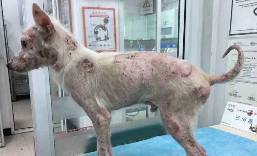 女孩染上包虫病,导致身体骨头被掏空,一查都是宠物惹的祸