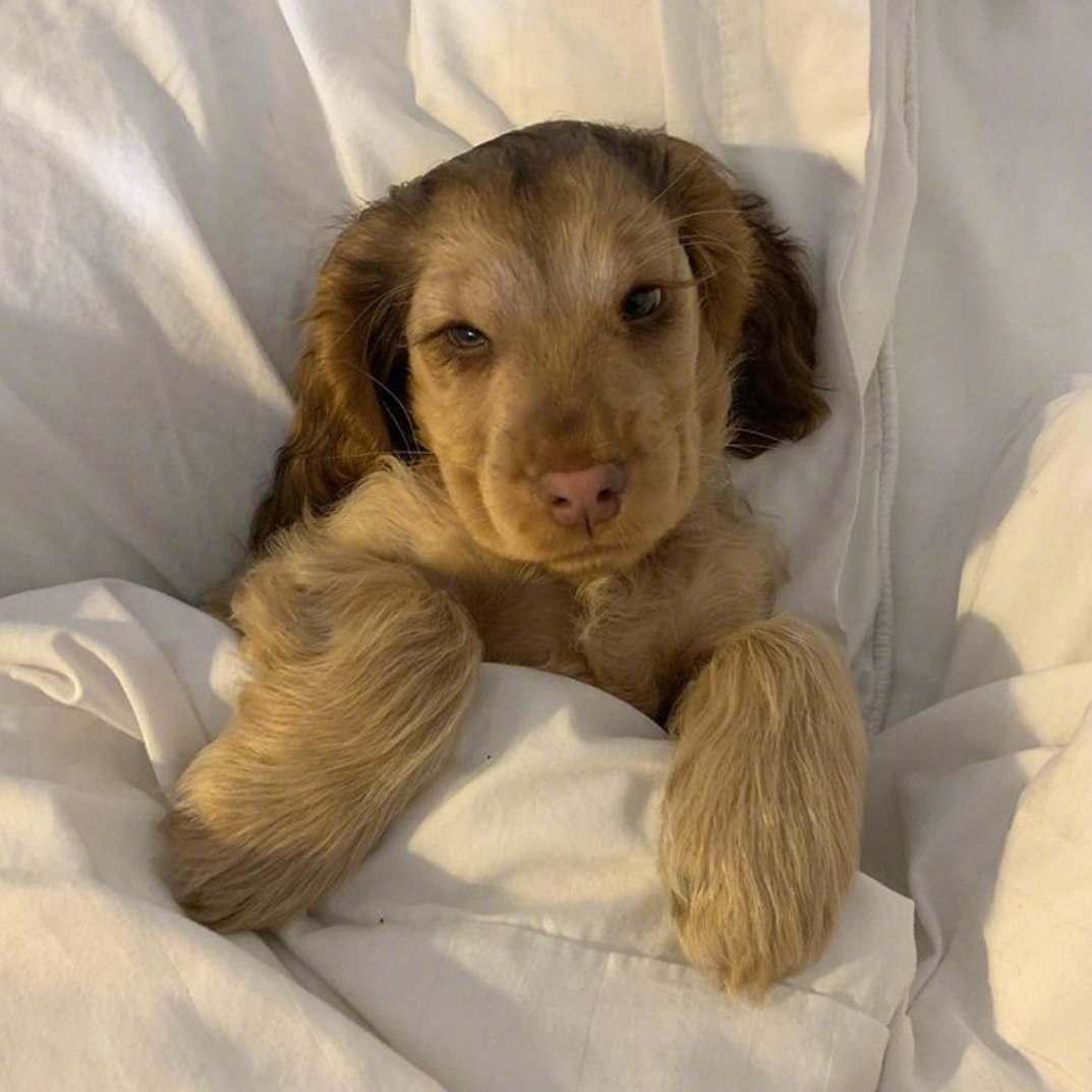 大眼睛长睫毛的可卡犬winnie