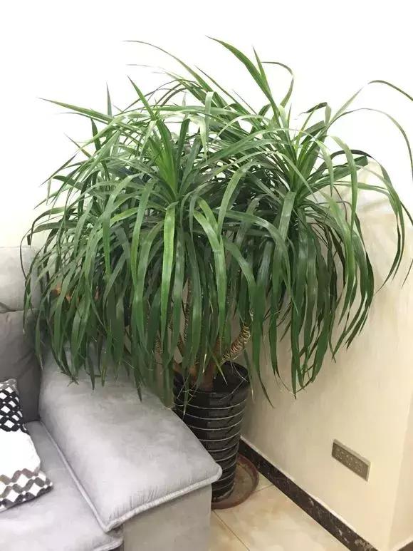 甲醛|鸭脚木|吊兰_新浪新闻