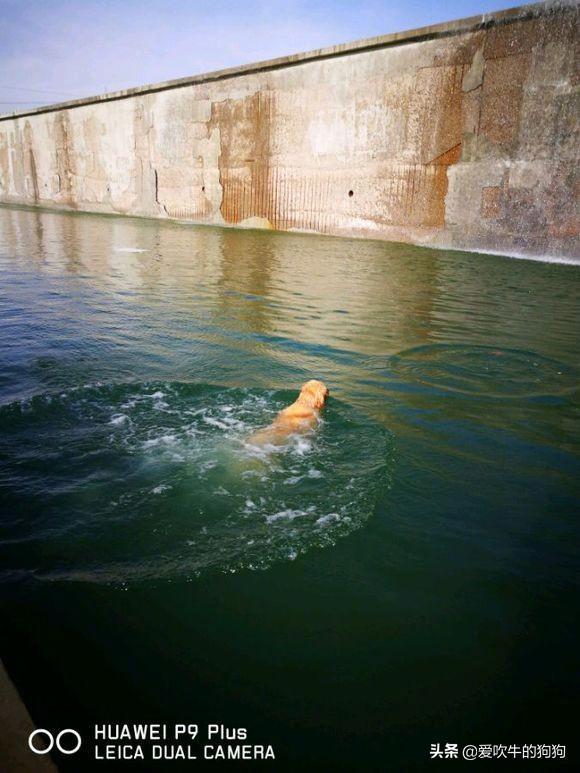 边牧这傻狗怎么对下水游泳这么感兴趣