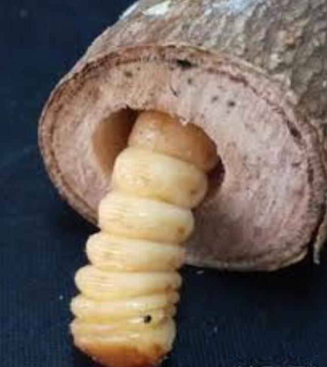 100元一条的虫子,只长在这种树里,很多家长买给孩子吃