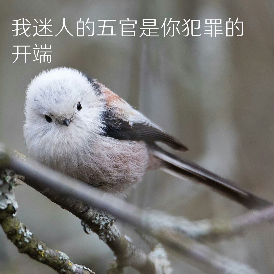 一组小肥啾表情包送上 67银