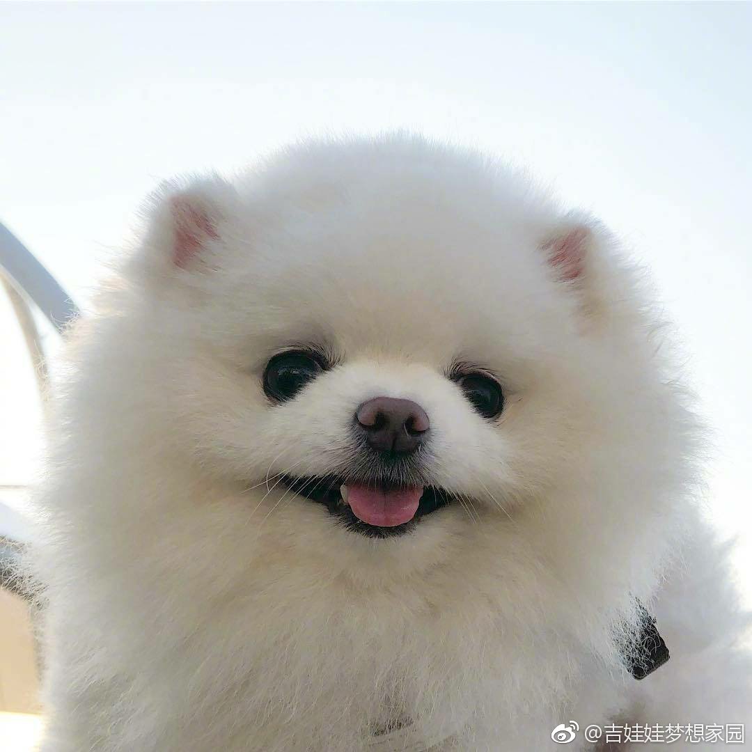 网友家的小博美长得又白又圆是棉花糖本糖了敲可爱啊啊啊