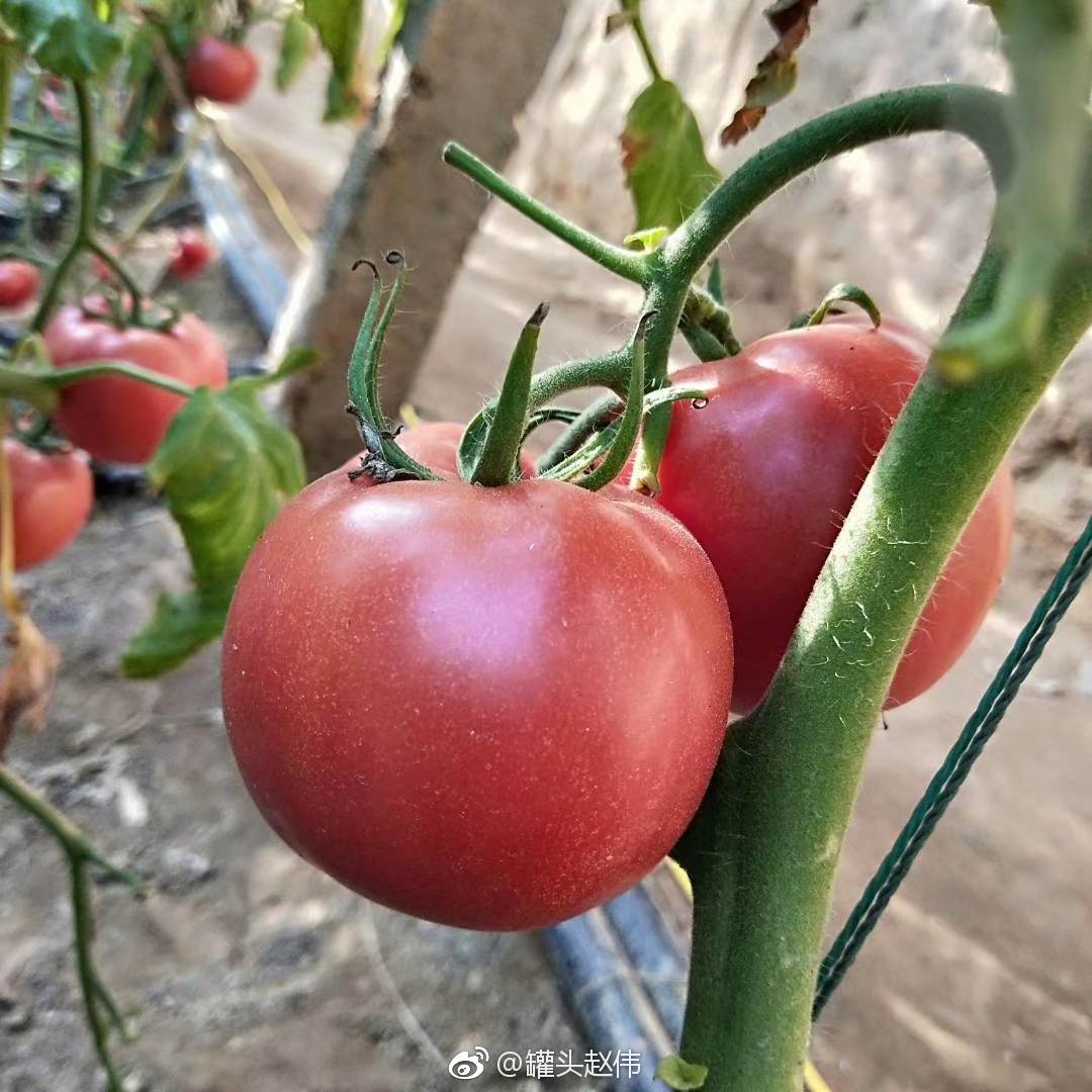 该采用怎样的方法来收藏西红柿