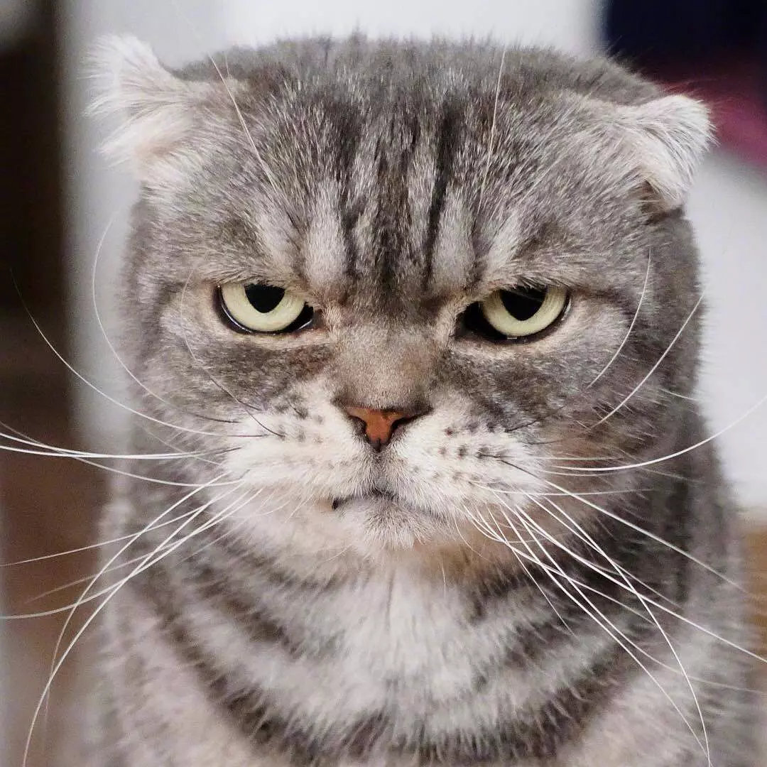 这只喵,眼神自带杀气,感觉每张都是表情包(ins:grumpy coco)