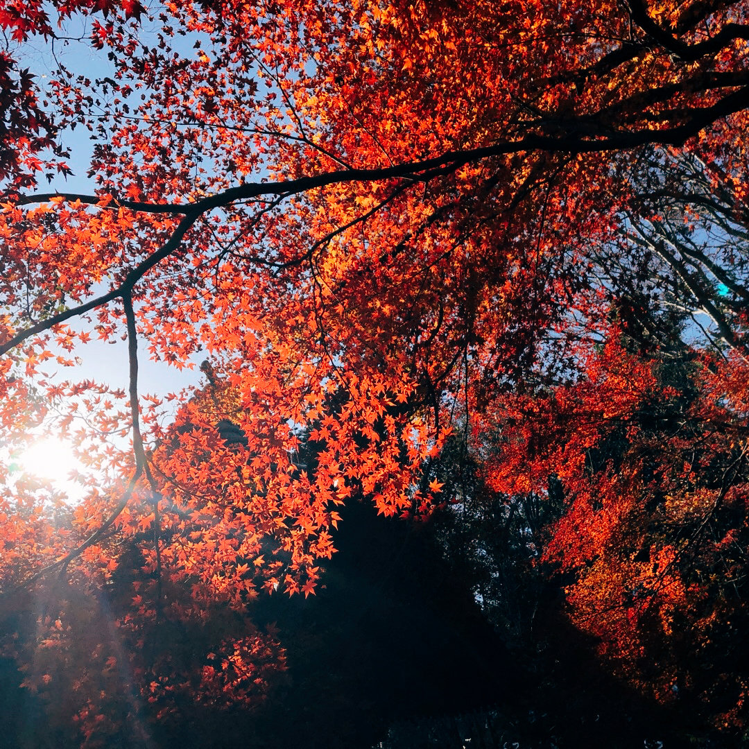 秋天的童话 红叶 一叶叶 一声声 空阶滴到明