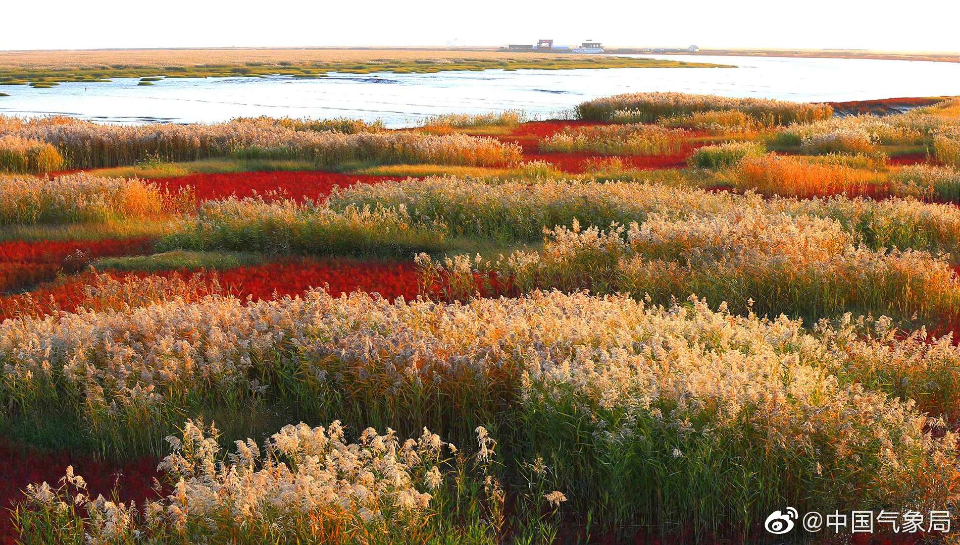 蒹葭苍苍,白露为霜.秋天,是盘锦芦苇最美丽的时节_高清图集_新浪网