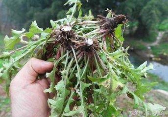 因此,蒲公英常被中药界誉为具有清热解毒,抗感染作用的"八大金刚"之