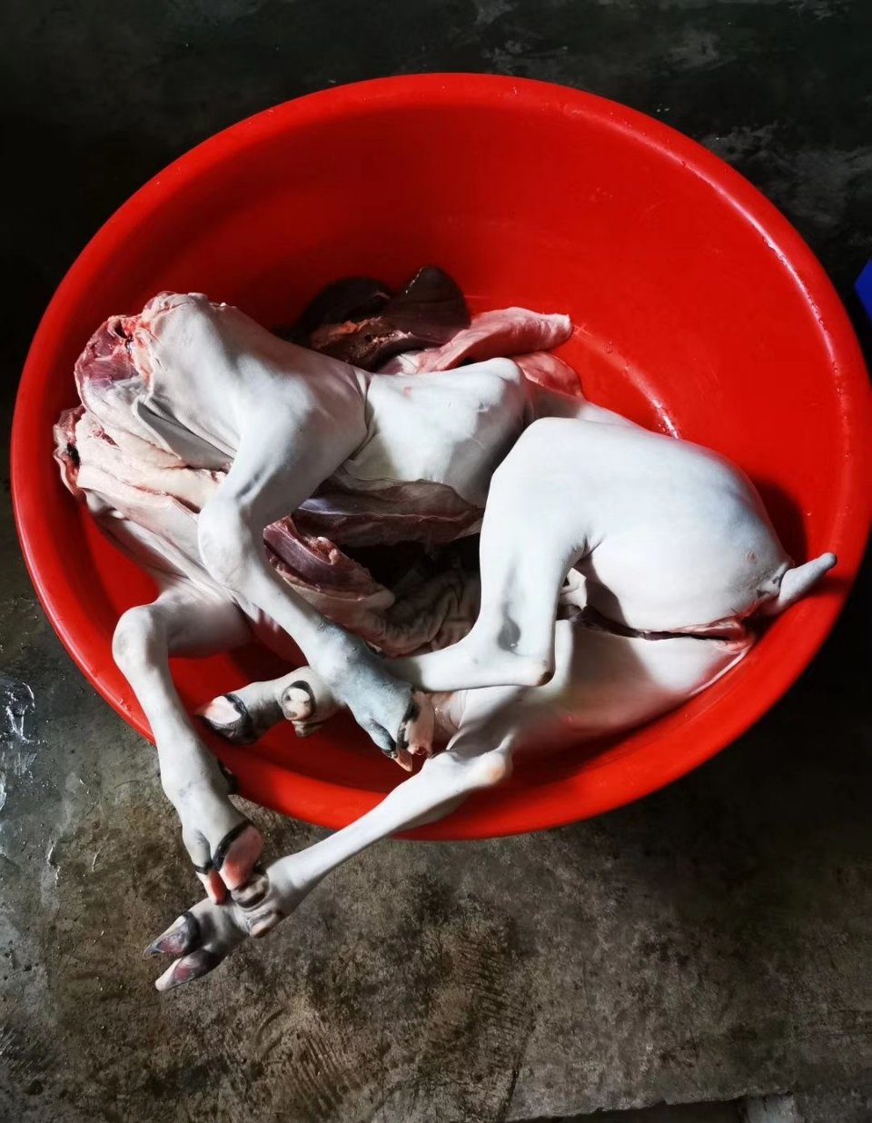 部门几个同事一起凑钱买了一只活羊,杀了又是炒又是炖的